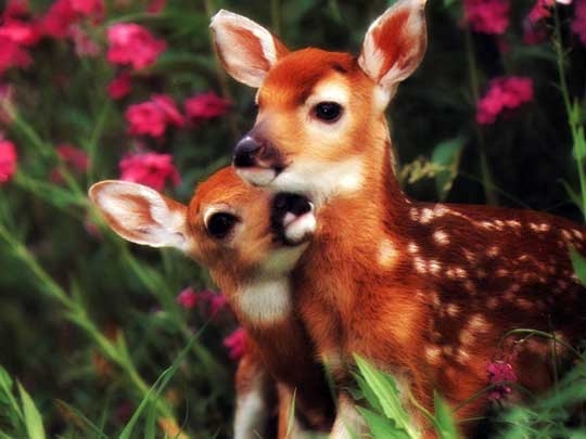 103764-Beautiful-Fawns.jpg