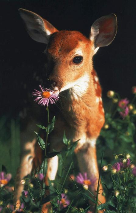 deer-love-flower-adorable-Favim.com-465001.jpg